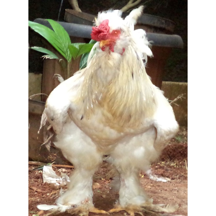 Ayam brahma Park white jantan ( real foto dan video )