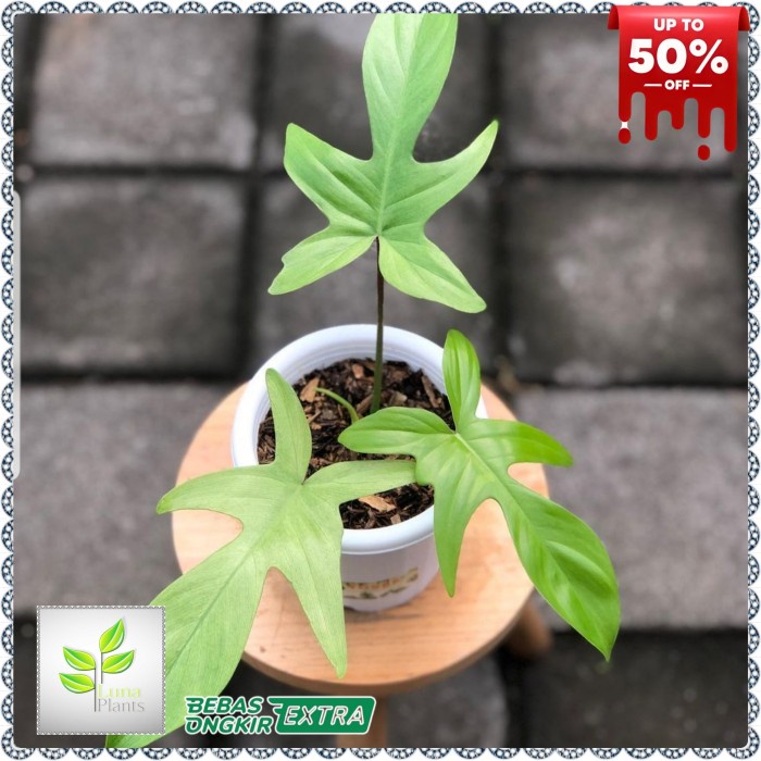 philodendron florida ghost / tanaman hias florida ghost