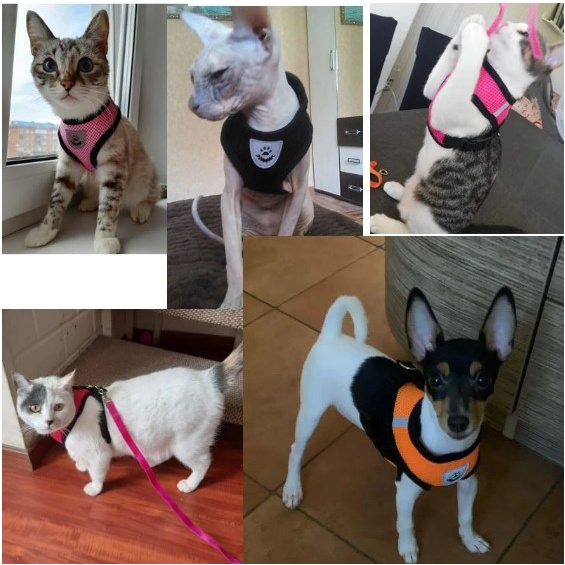 Harness Tali Tuntun Rompi  Kucing &amp; Anjing