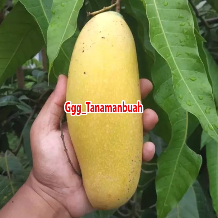 Bibit Mangga Golek super hasil okulasi