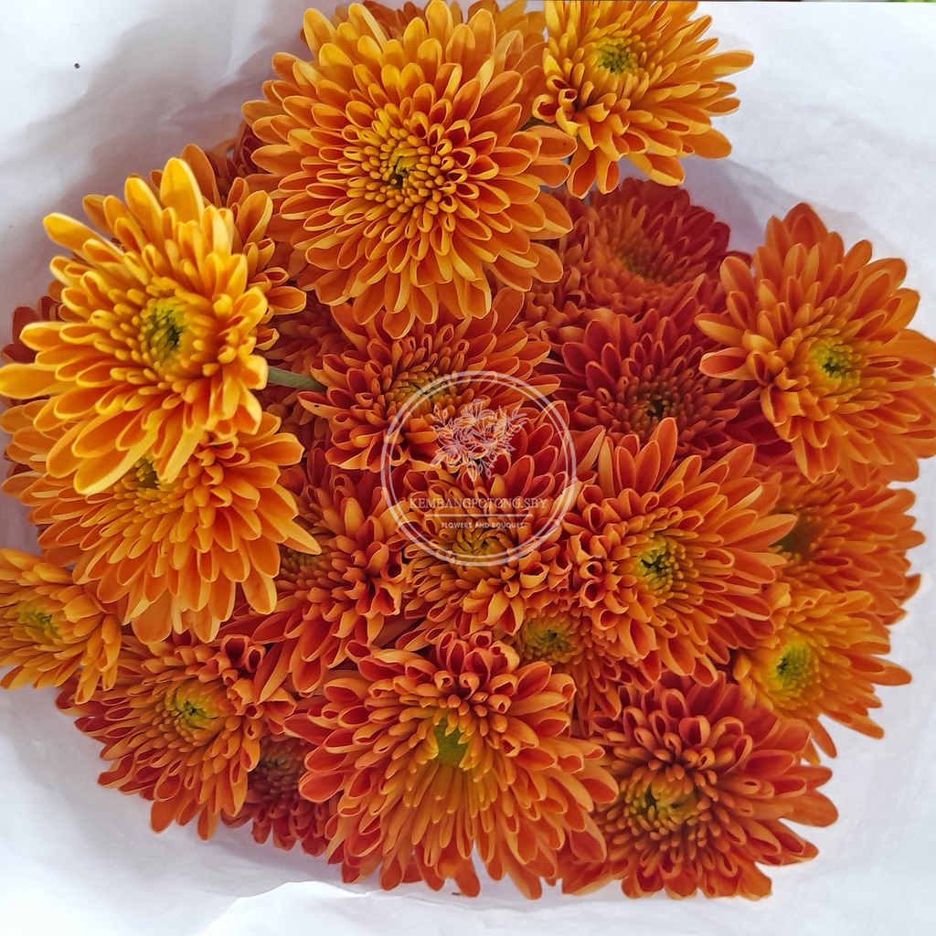 BUNGA KRISAN ASTER POMPOM POTONG PER IKAT ISI 10 TANGKAI BERBAGAI WARNA