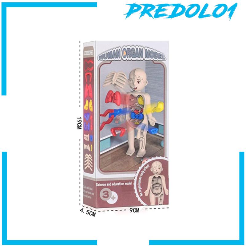 [Predolo1] Set Mainan Mengajar Tubuh Manusia Untuk Alat Mengajar Paud