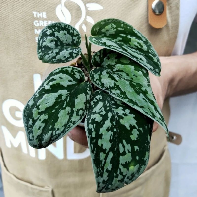 Tanaman bunga Scindapsus Tri Color / skindapsus tri colour  / skidapsus sirih Gading tricolor tri ko