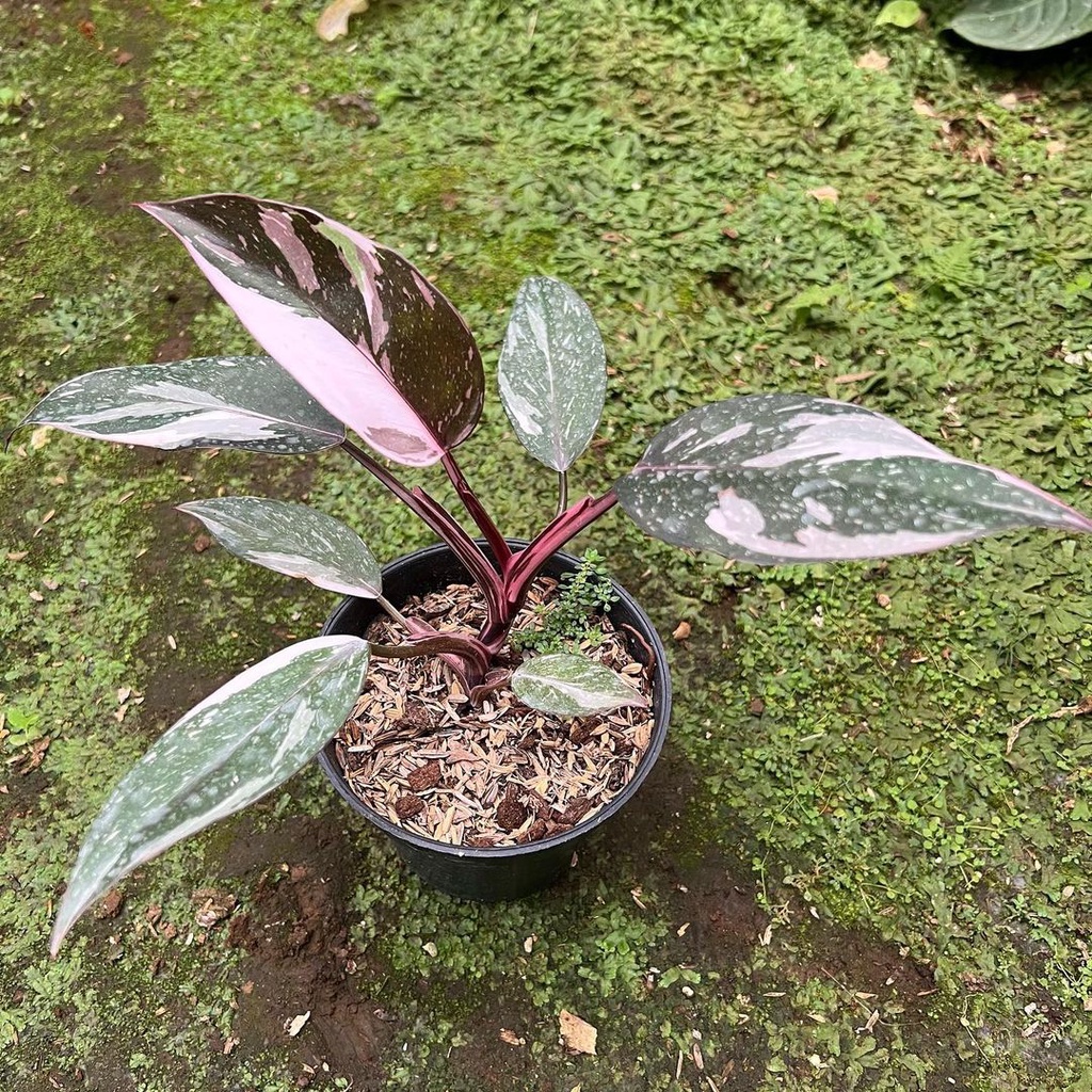 Tanaman bunga Philodendron Anderson Mewah / Philo White Andeson / pilo aderson variegata varigata va