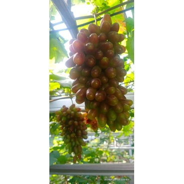 bibit anggur impor taldun