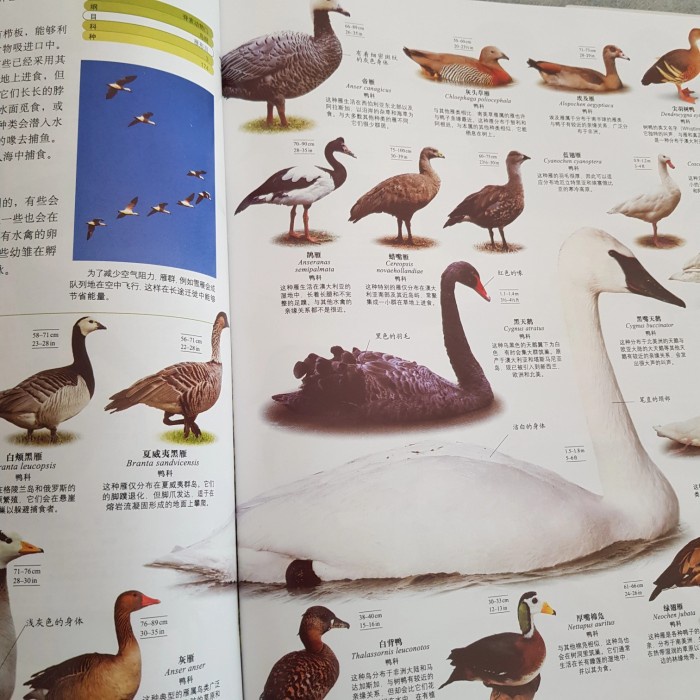 DK encyclopedia bahasa mandarin