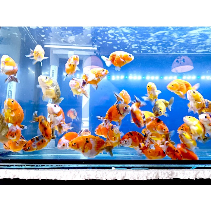 IKAN HIAS MAS KOKI RANCHU RANCU AIR TAWAR GOLDFISH AQUARIUM AQUASCAPE