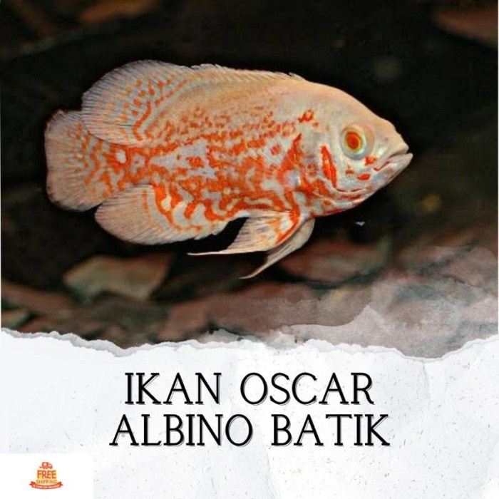 Ikan Hias Predator Oscar Albino Batik Hiasan Akuarium