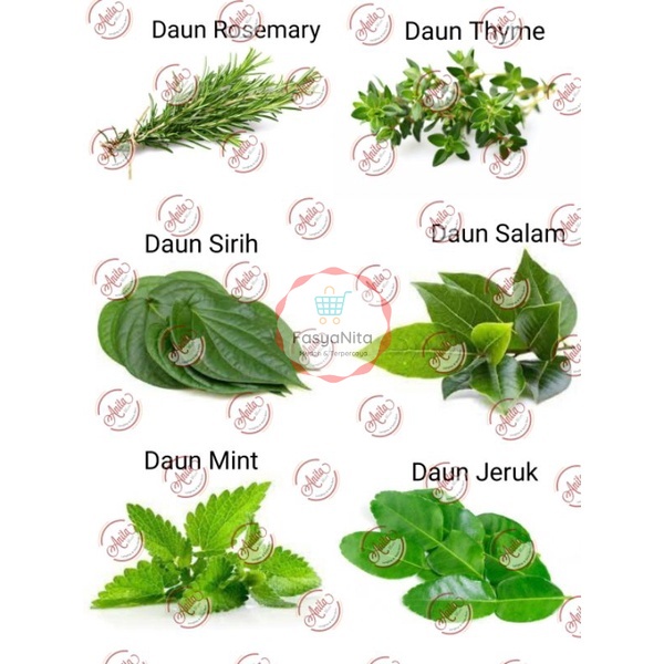 

DAUN Jeruk Salam Mint Sirih Thyme Rosemary Sage Saga Basil Melinjo Perila Kenip Taragon Dill Oregano