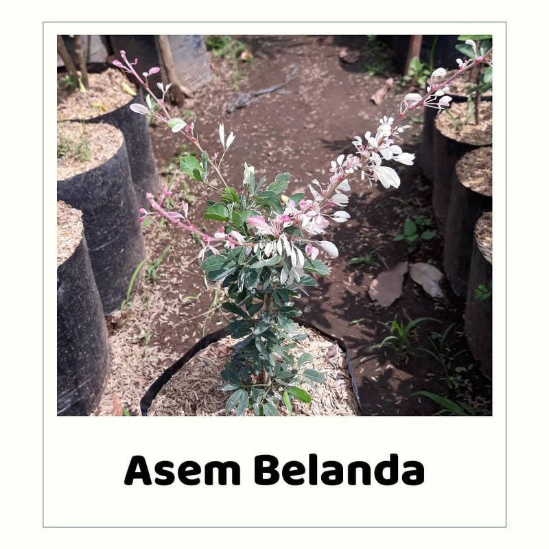 bibit bunga asem belanda/bahan bonsai asem belanda/asem londo