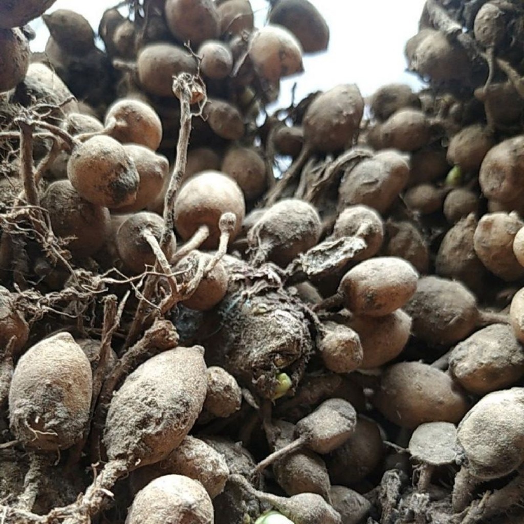 

Kunci Pepet Kering Rempah Jamu Herbal Tradisional Batuk Langsing Badan