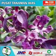 ( KNOP / SPIKE ) Anggrek Dendrobium Blue Twist