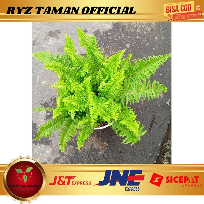 Tanaman Hias Pakis Kelabang / Tanaman Hidup Gantung Pakis Kelabang