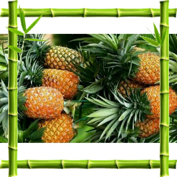 Bibit Tanaman Buah Nanas Madu Thailand Super Unggul