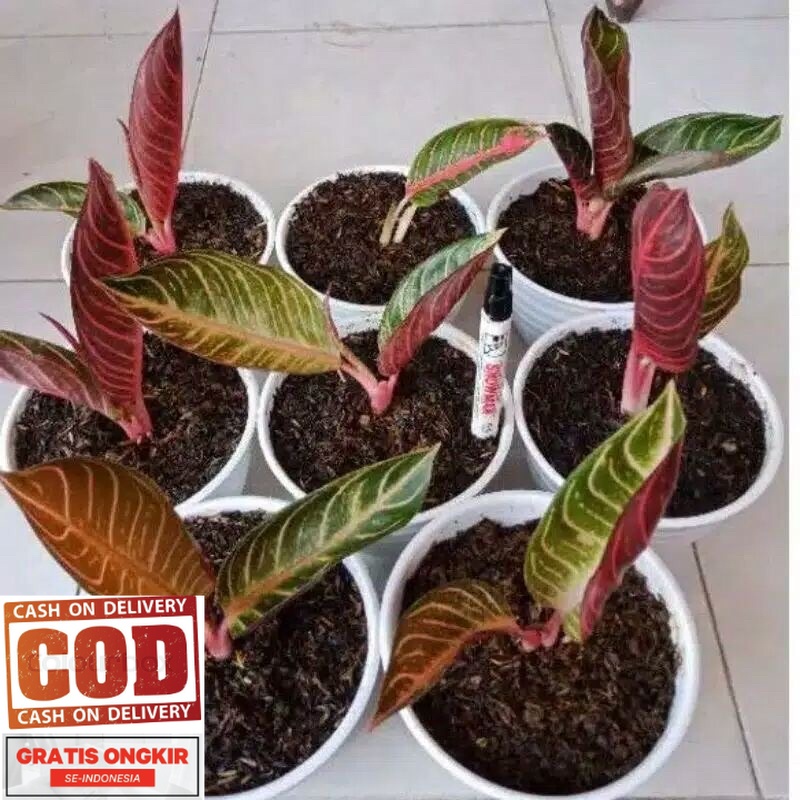 Pried Of Sumatra anakan Beby - Aglonema Red Sumatra (COD)