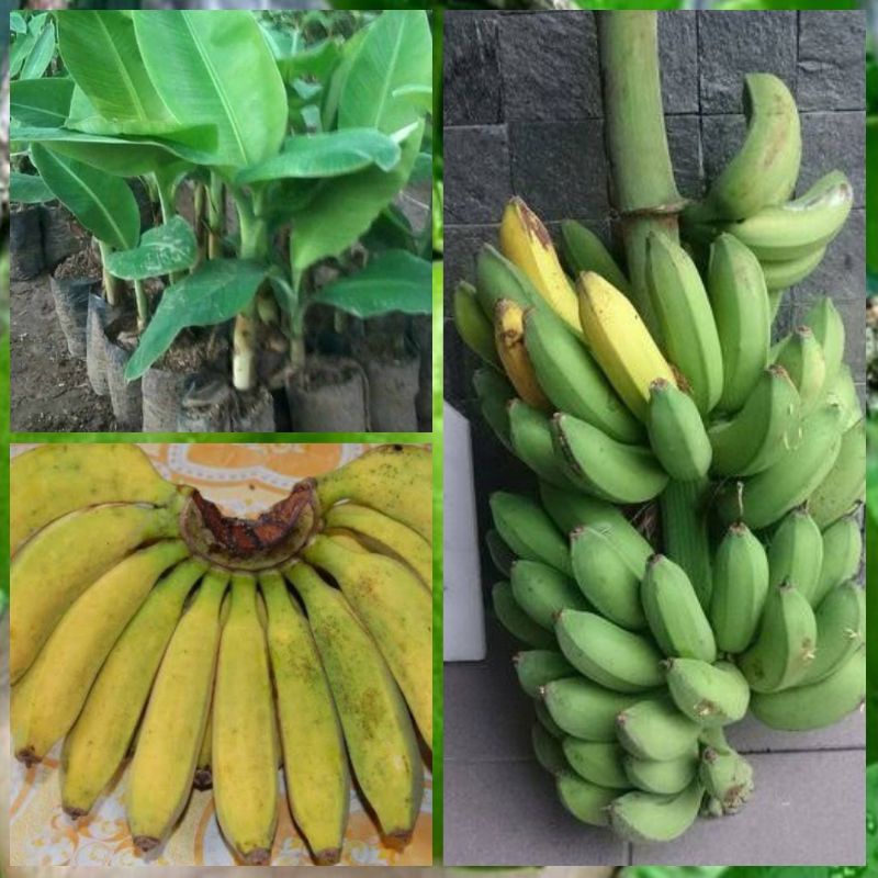 Bibit Tanaman Pisang Raja Bulu Super - Bibit Pisang Raja