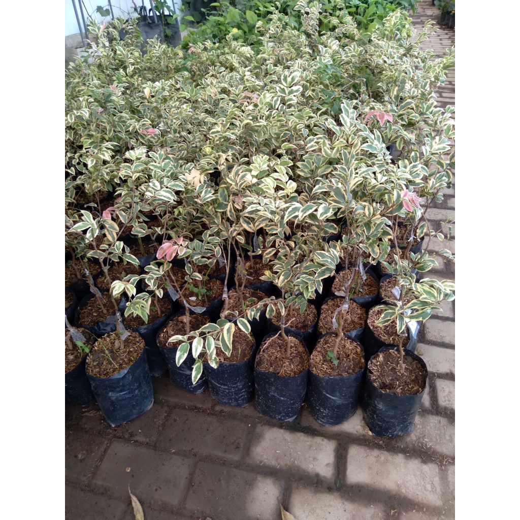 BIBIT ANGGUR POHON JABOTICABA PRECO ANGGUR PRECO VARIGATA OKULASI