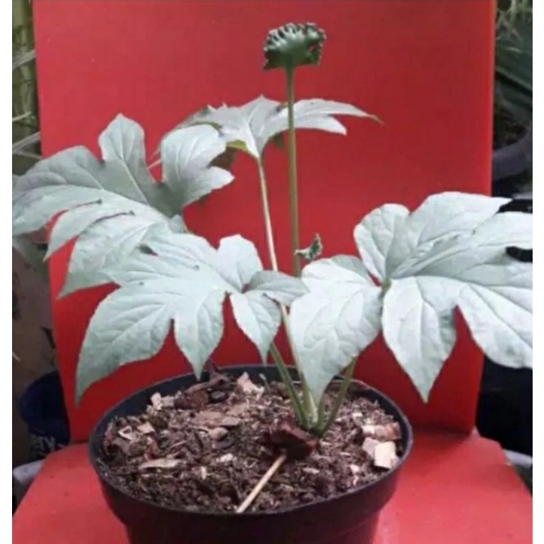 Tanaman hias dorstenia contrajerva / tusuk konde / Promo tanaman hias murah