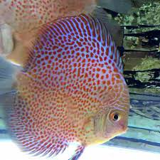Ikan Discus Jenis Leopard Snake Skin (LSS) ukuran 3 in Good Quality