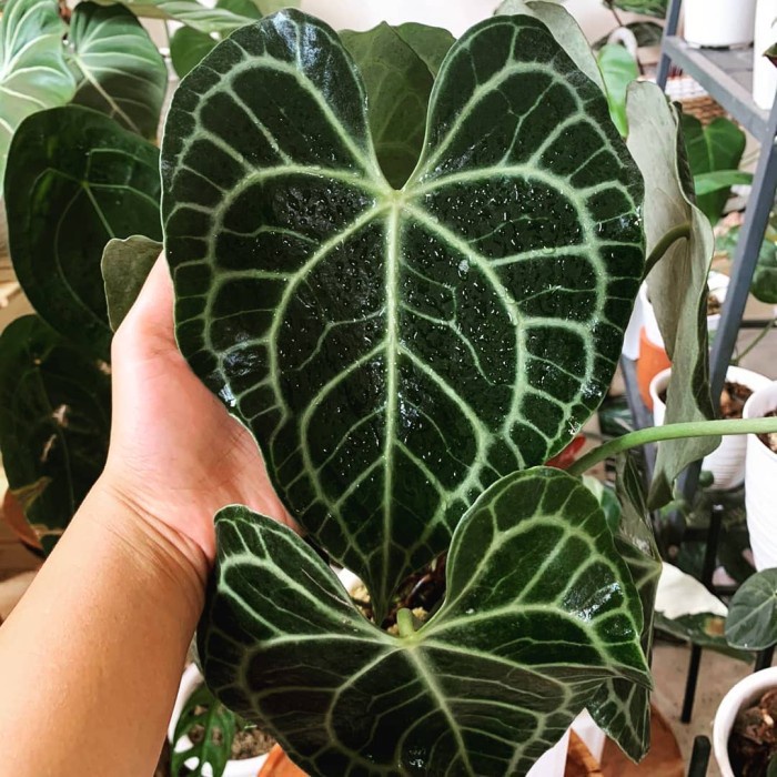 Bibit Biji anthurium tarantula king