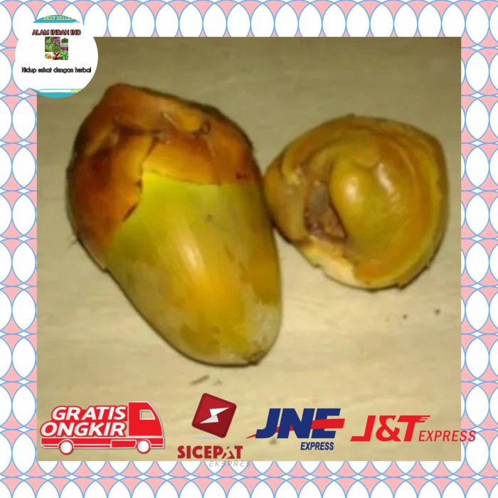 

15 pcs kelapa muda kecil/bluluk kelapa/kelapa kecil obat herbal