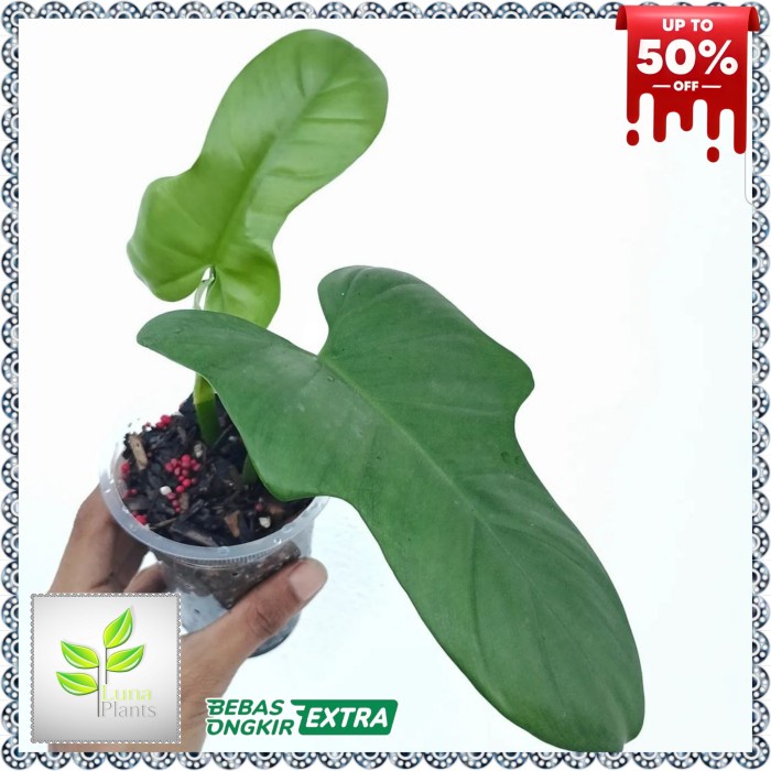 philodendron violin - tanaman hias philodendron violin