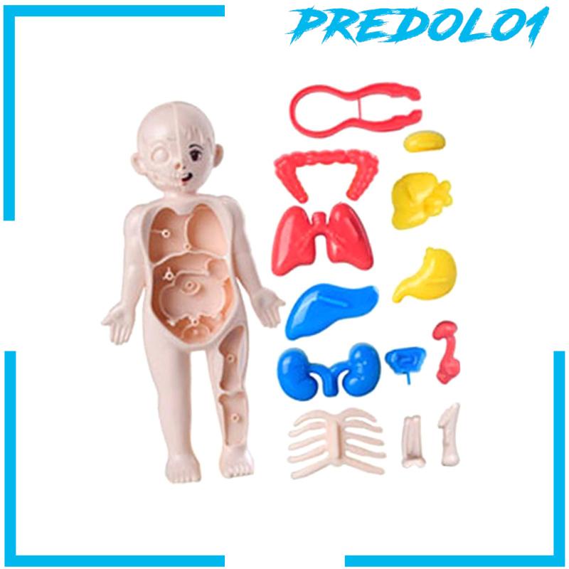[Predolo1] Set Mainan Mengajar Tubuh Manusia Untuk Alat Mengajar Paud