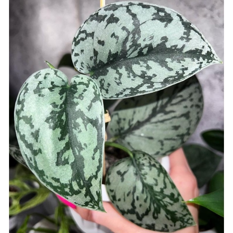 Tanaman bunga Scindapsus Silver Lady / skindapsus Silvery ladi / scindapsus silper ledi ledy