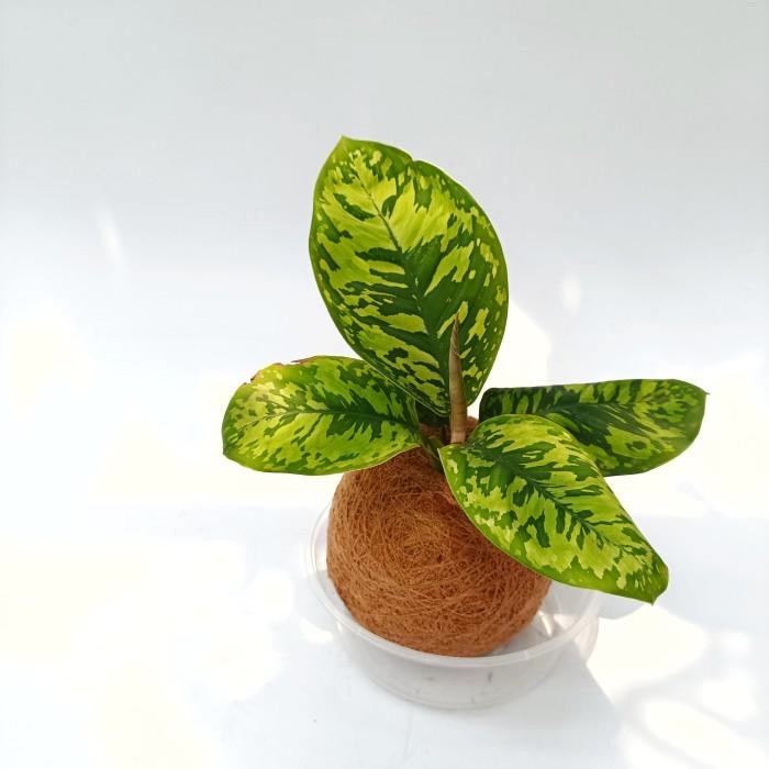 Kokedama - Homalomena Army Schismatoglottis Wallichii