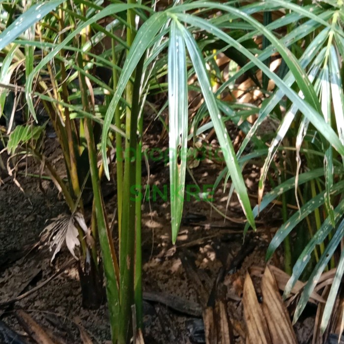 Bibit pohon dahon rumbiaBibit pohon dahon/ Nipah