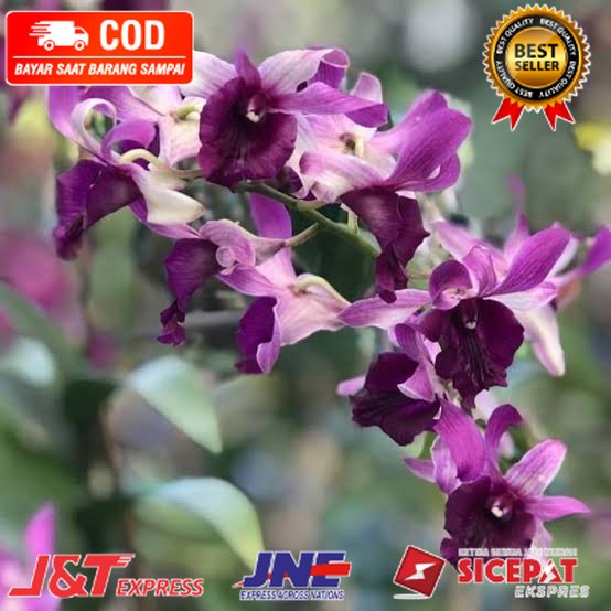 Anggrek Dendrobium Indonesia Raya Blue