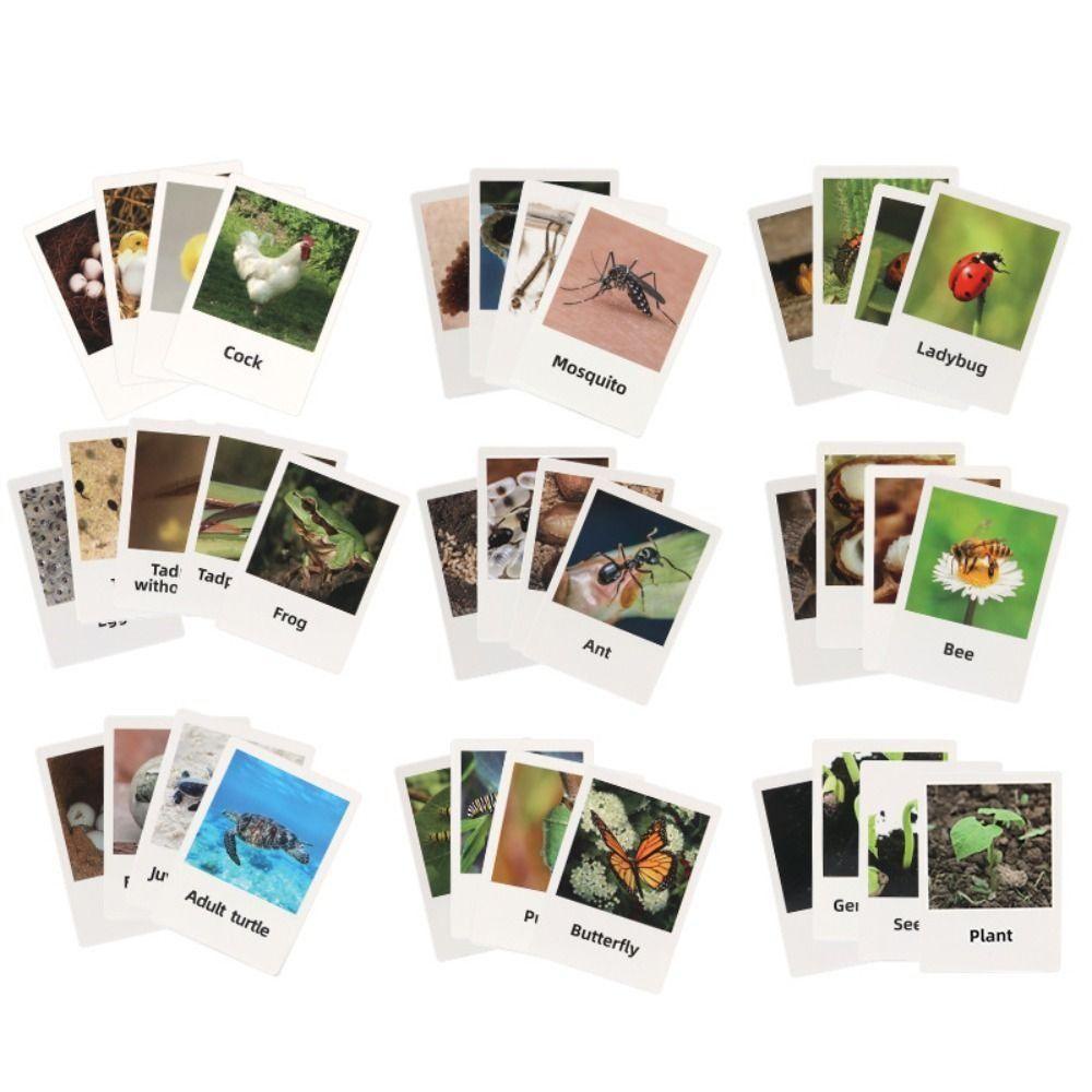 Needway  Animal Life Cycle Mainan Anak Ipa Mainan Serangga Hewan Butterfly Growth Cycle Action Figure Bahan Mengajar Mainan Kognitif Simulasi Model Tanaman
