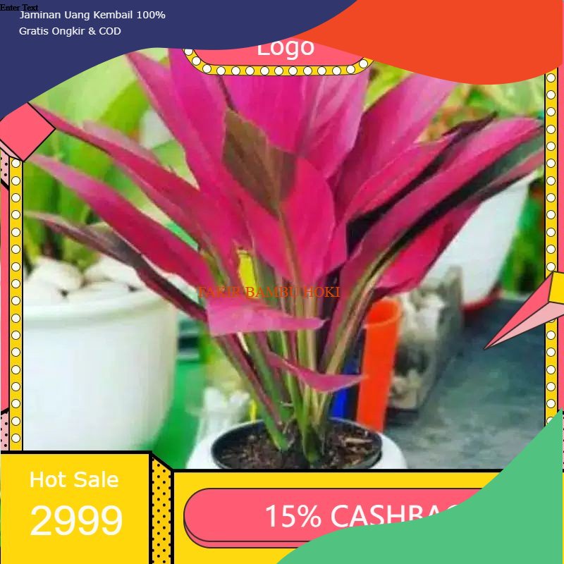 TERMURAH Batang stek daun hanyuang merah PROMO hanyuang merah Sri rejeki