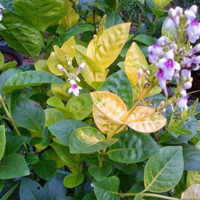 tanaman hias melati jepang - bunga melati jepang - pohon melati jepang