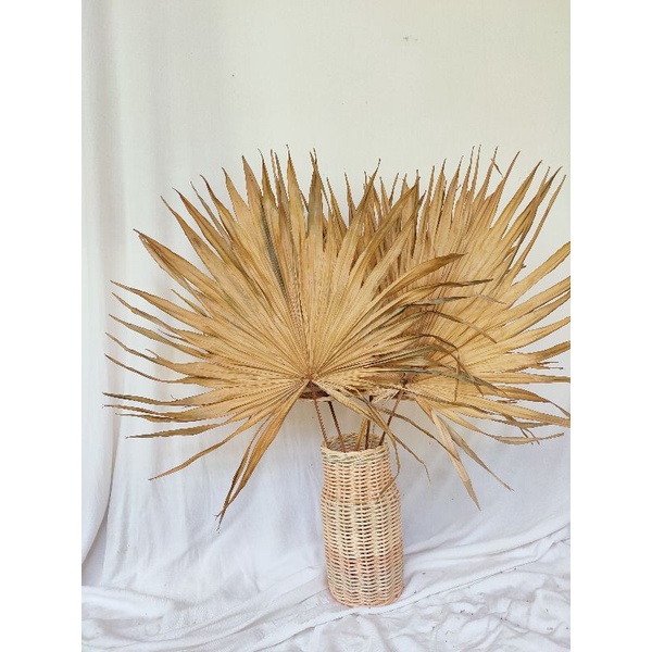 Palem kering palem kering dekorasi palm kering dekorasi palem mini palem dekorasi palem dekorasi tun