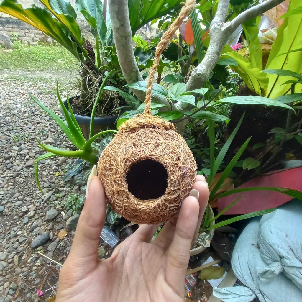 (SOUVENIR) Walnut Spider / House Pet Spider / Jumping Spider / Rumah Sarang Sembunyi Laba-Laba #1