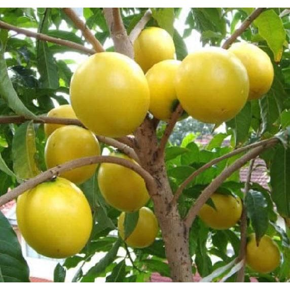 Bibit Tanaman Buah Tanaman Sawo Australia Abiu manis 
 tekstur mentega okulasi valid