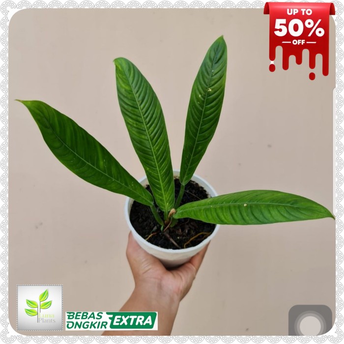 philodendron lynette ‐ tanaman hiaa philodendron lynette