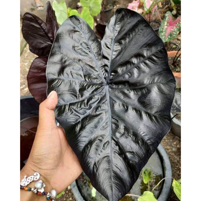 Murah Bibit Umbi Tanaman hias Colocasia Black Ripper bibut umbi