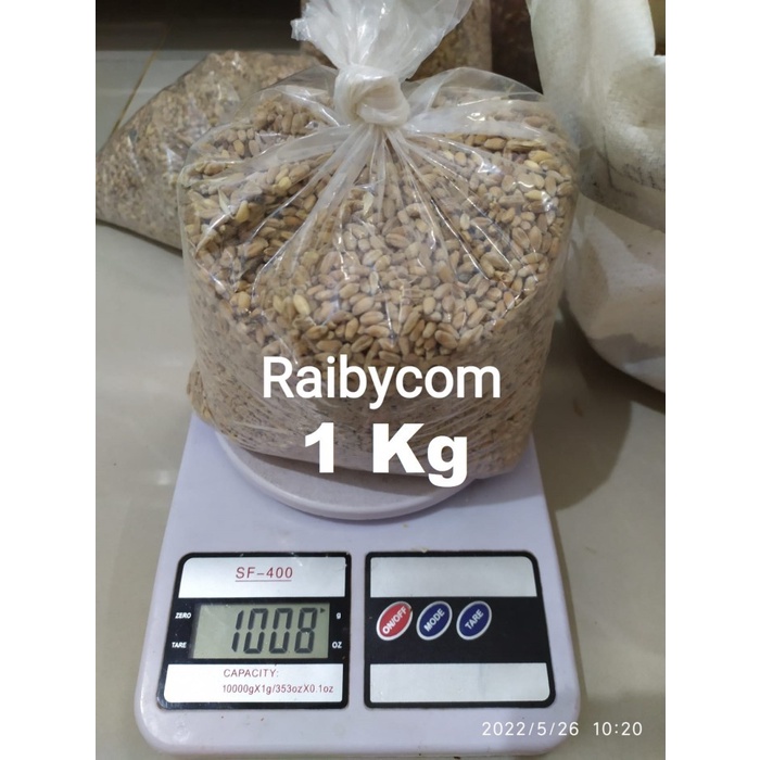 BIJI GANDUM UTUH 1KG SUPER WHEAT SEEDS Kemasan 1 KG