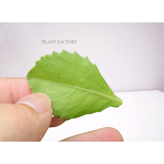 Bibit Pohon Beluntas/Tanaman Herbal Beluntas/Pluchea indica/Murah