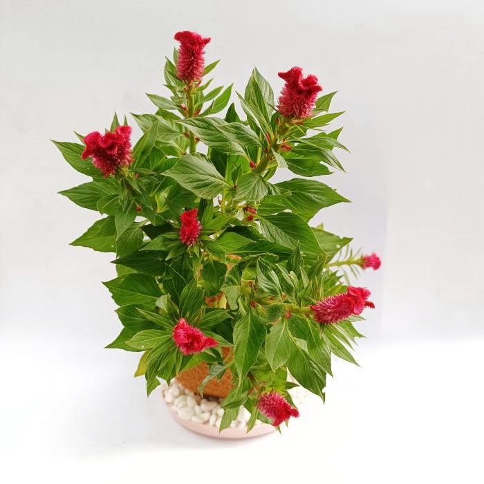 Kokedama - Cockscomb Tanaman Bunga Jengger