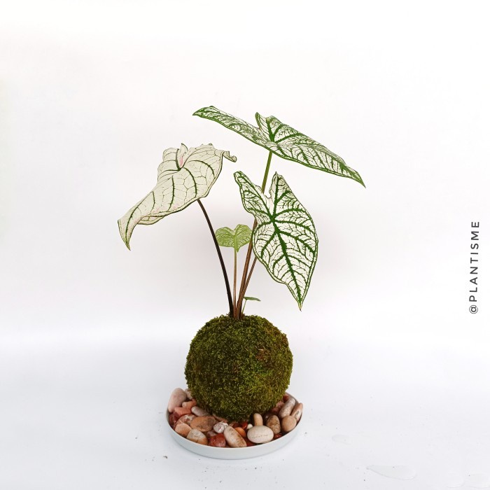 Mossball - Caladium Star White - w/ Gantungan - w/ Gantungan