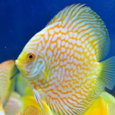 ikan discus yellow pigeon ukuran 3 inci