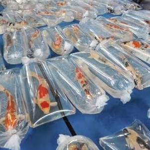 Plastik packing ikan koi tebal 0.8 MURAH - 60 x 100 cm