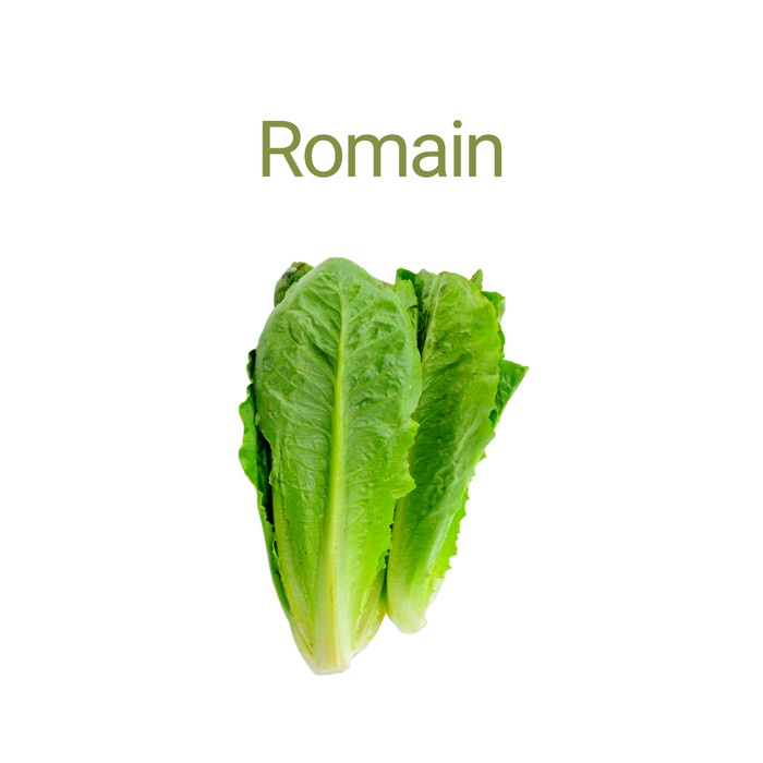 

Romaine Hydroponic