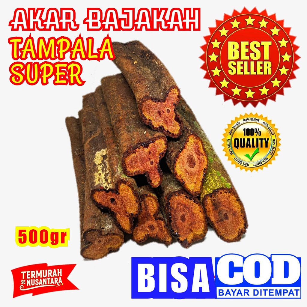 

Akar Kayu Bajakah Tampala Merah Super Asli Kalimantan 500gr