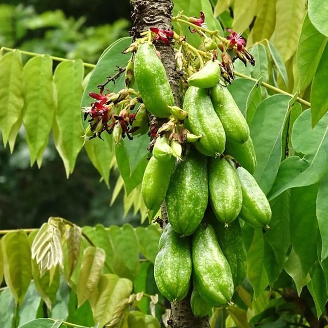 Bibit Tanaman buah Belimbing Wuluh | belimbing  sayur okulasi unggul berbuah cepat