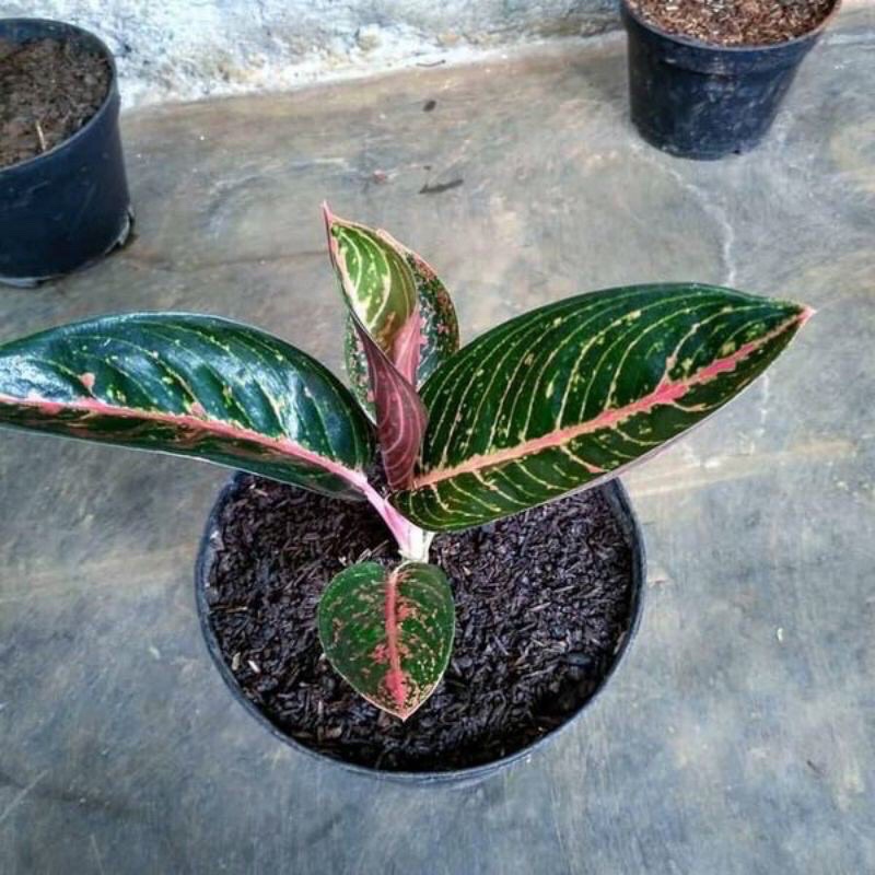 ( ORIGINAL ) bibit anakan aglonema adelia