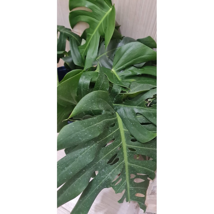 Tanaman Hias monstera King jumbo